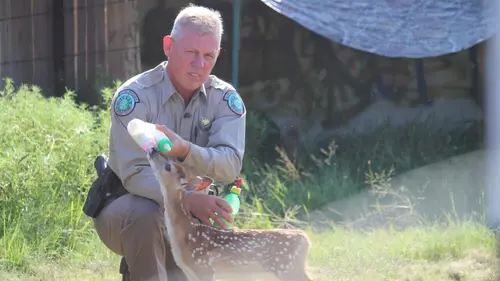 La loi du Texas Sauver le troupeau