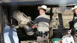 La loi du Texas Hibou rabougri