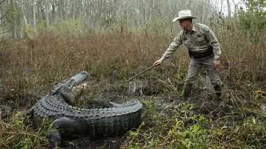Alligator contre chien