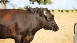 La loi du Texas En ligne de mire