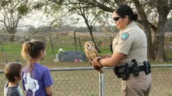 La loi du Texas Braconnage de cerf