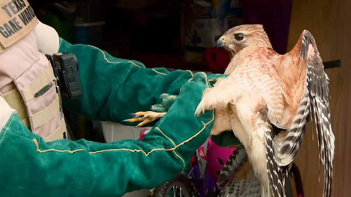 La loi du Texas Confessions d'un braconnier