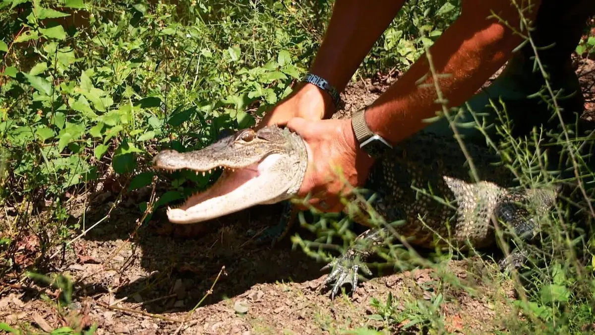 La loi du Texas Sillage destructeur