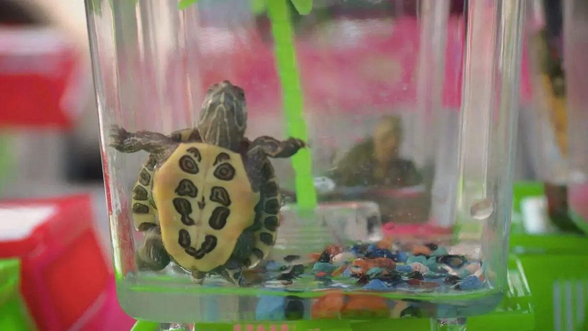 La loi du Texas Massacre en mer