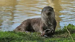 La loutre après l'eden