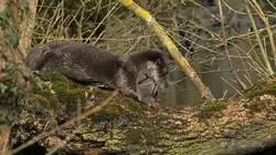 La loutre après l'eden
