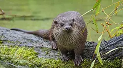 La loutre après l'eden