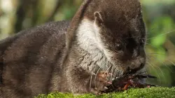 La loutre après l'eden
