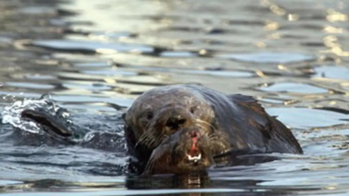 La loutre et le millionnaire