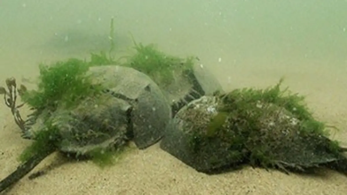 La lune de miel des limules