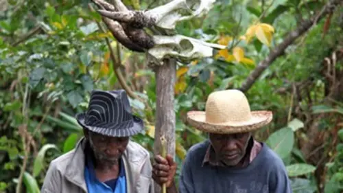 La lune et le bananier