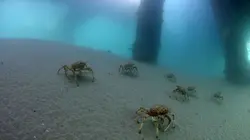 Visuel de La magie de l'Australie