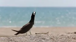 Visuel de La magie de l'Australie