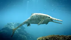 La magie de l'évolution