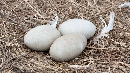 La magie de l'oeuf