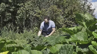 Les canneberges de Richibucto