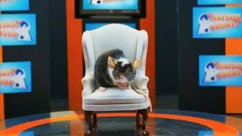 La maison des souris