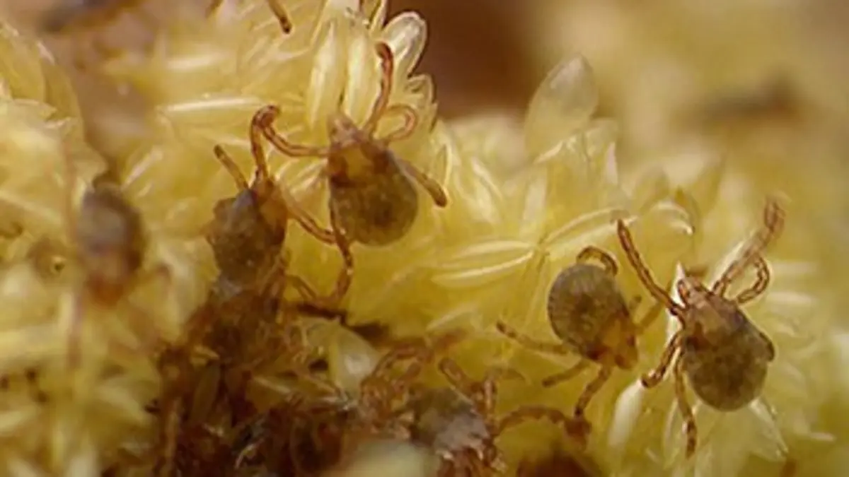 La maladie de Lyme, quand les tiques attaquent !