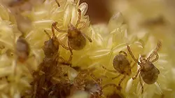 Visuel de La maladie de Lyme, quand les tiques attaquent !