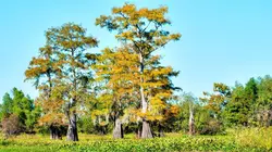 La malédiction de Morgan City L'île pirate