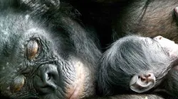 Visuel de La maman des bonobos