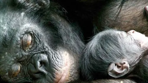 La maman des bonobos