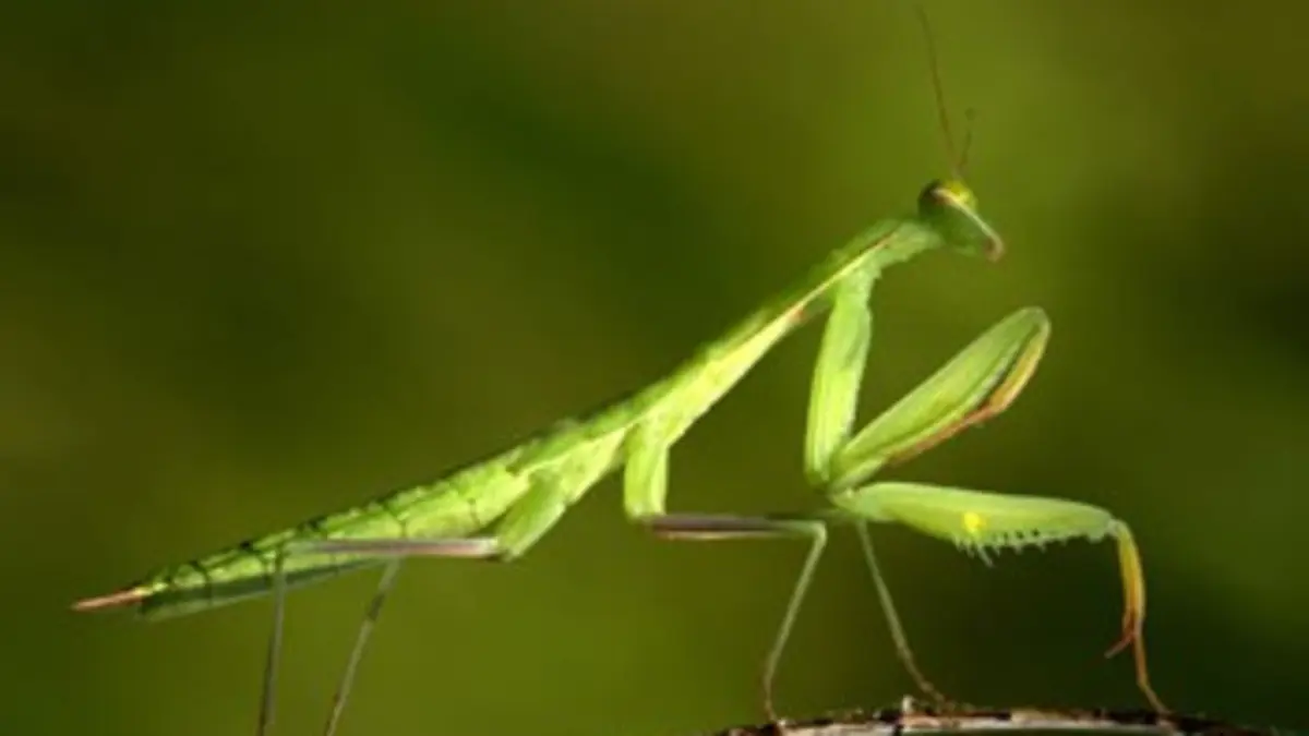 La mante religieuse : un insecte venu d'ailleurs