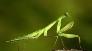 La mante religieuse : un insecte venu d'ailleurs