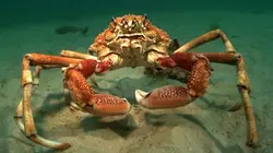 Visuel de La marche des araignées de mer