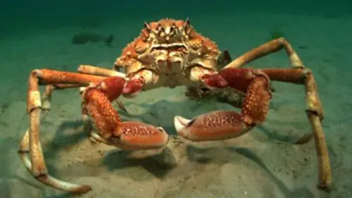 La marche des araignées de mer