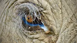 La marche des éléphants