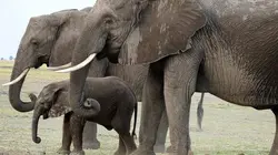 La marche des éléphants