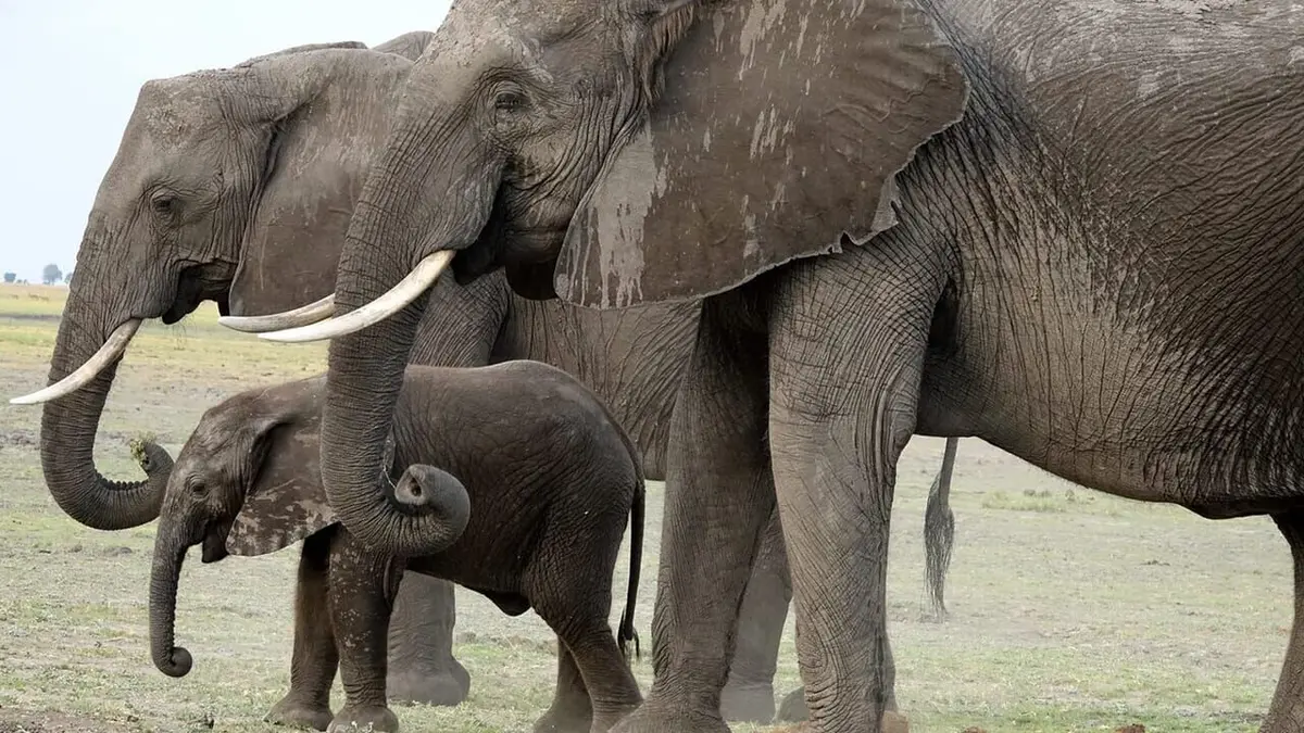 La marche des éléphants Des mastodontes au grand coeur