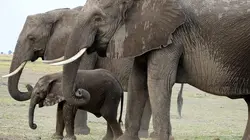 Visuel de La marche des éléphants