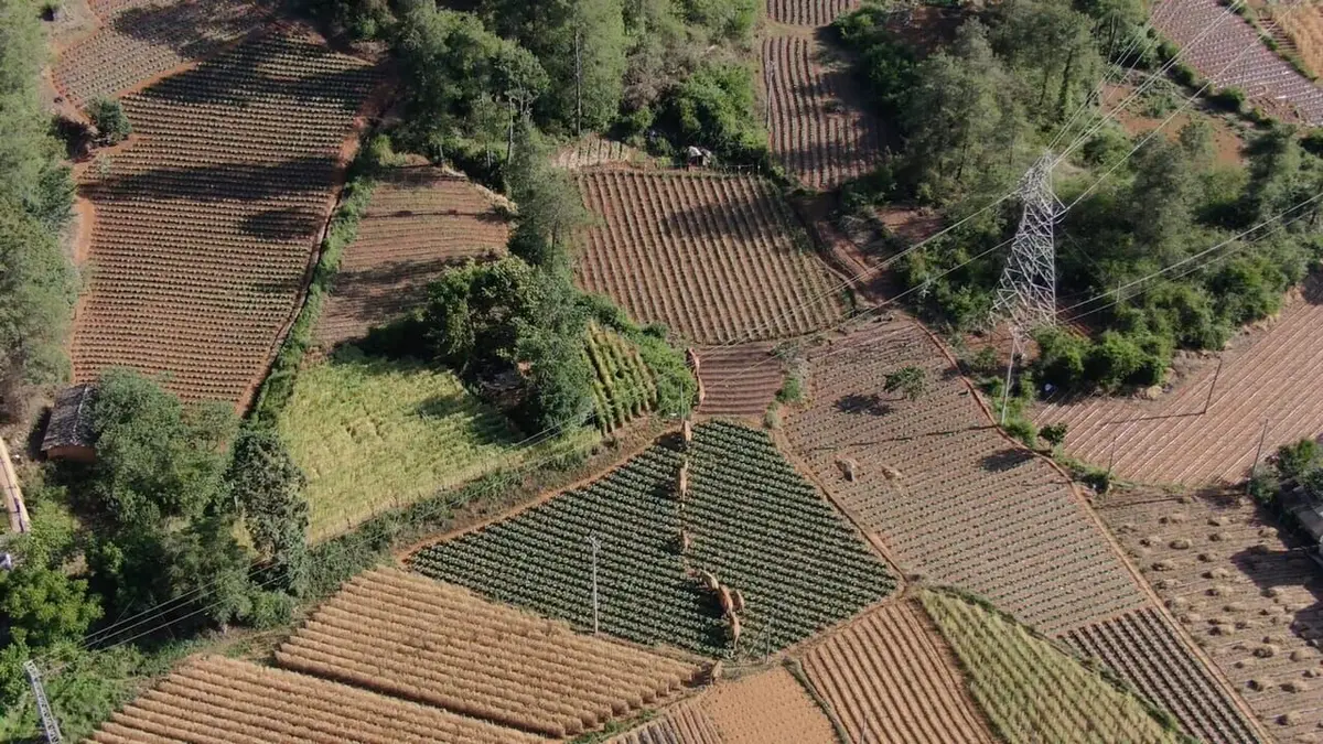La marche des éléphants
