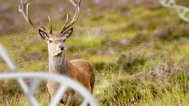 La medecine face aux super pouvoirs des animaux