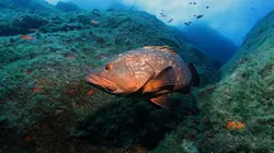 La Méditerranée révélée