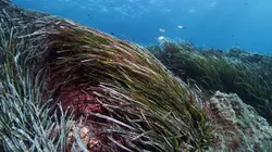 La Méditerranée révélée