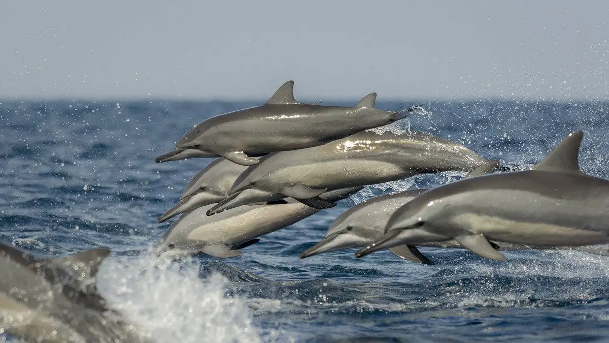 La Méditerranée révélée