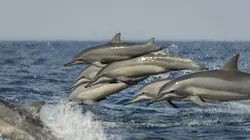 La Méditerranée révélée