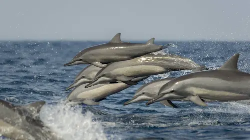La Méditerranée révélée