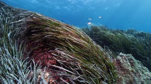 La Méditerranée révélée Le miracle de Port-Cros