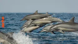 La Méditerranée révélée Le jour des baleines