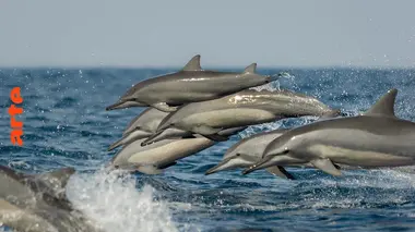 Le jour des baleines