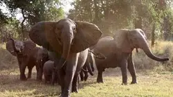 La mémoire des éléphants