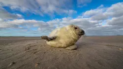La mer des Wadden : Vivre au rythme des marées
