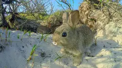 La mer des Wadden : Vivre au rythme des marées