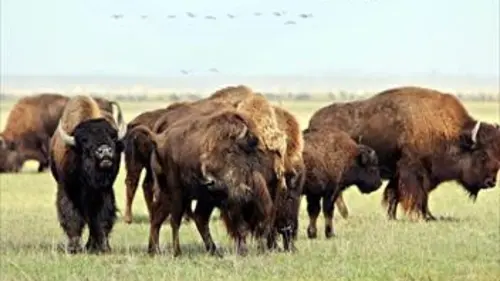 La mère de tous les bisons