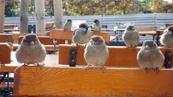 La métropole sauvage : Berlin et ses animaux