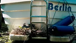 La métropole sauvage : Berlin et ses animaux